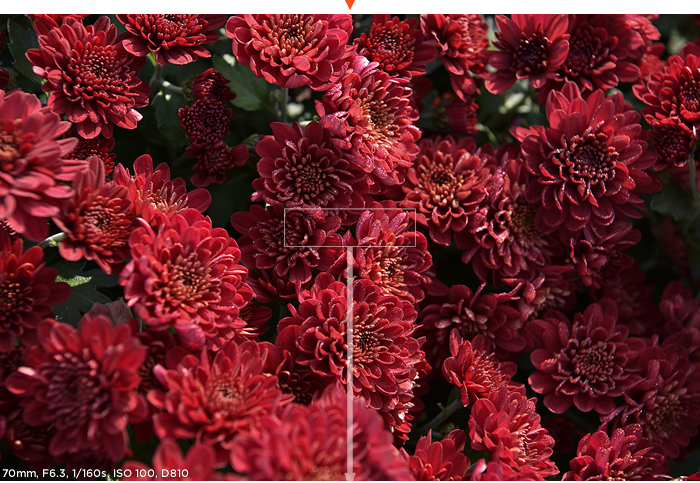 70mm, F6.3, 1/160s, ISO 100, D810 샘플사진 이미지