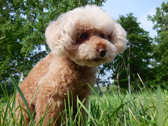 写真：撮影サンプル