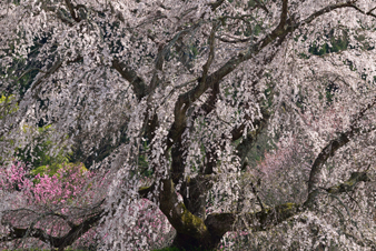 이미지：사진 샘플